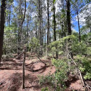 Photo #35 of SOLD property in Off NC 304, Hobucken, NC 9.0 acres