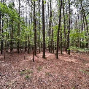 Photo #7 of SOLD property in Lot 2 - Off Kegotank Rd, Nelsonia, VA 1.8 acres