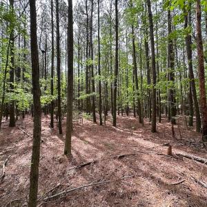 Photo #8 of SOLD property in Lot 2 - Off Kegotank Rd, Nelsonia, VA 1.8 acres
