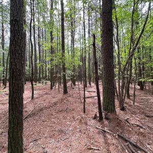 Photo #9 of SOLD property in Lot 2 - Off Kegotank Rd, Nelsonia, VA 1.8 acres