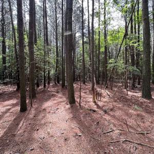 Photo #11 of SOLD property in Lot 2 - Off Kegotank Rd, Nelsonia, VA 1.8 acres