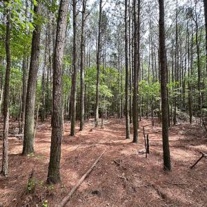 Photo #12 of SOLD property in Lot 2 - Off Kegotank Rd, Nelsonia, VA 1.8 acres