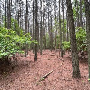 Photo #16 of SOLD property in Lot 2 - Off Kegotank Rd, Nelsonia, VA 1.8 acres