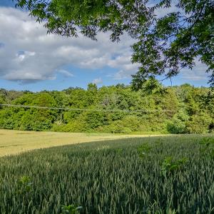 Photo #22 of SOLD property in 12987 Mission Church Road, Locust, NC 65.5 acres