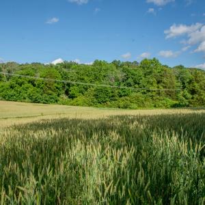 Photo #31 of SOLD property in 12987 Mission Church Road, Locust, NC 65.5 acres