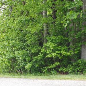Photo #14 of Off Vista Lindo Ct, Winston Salem, NC 0.5 acres