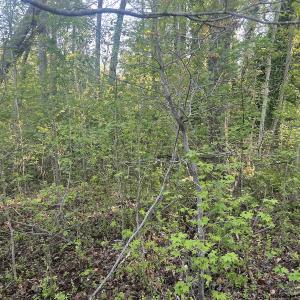 Photo #18 of Off Vista Lindo Ct, Winston Salem, NC 0.5 acres