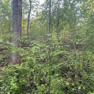 Photo #23 of Off Vista Lindo Ct, Winston Salem, NC 0.5 acres