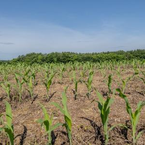 Photo #11 of 10010 Roundtree Road, Mt. Pleasant, NC 61.4 acres