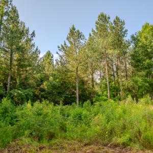 Photo #12 of 10010 Roundtree Road, Mt. Pleasant, NC 61.4 acres