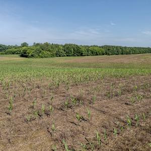 Photo #2 of 10010 Roundtree Road, Mt. Pleasant, NC 61.4 acres