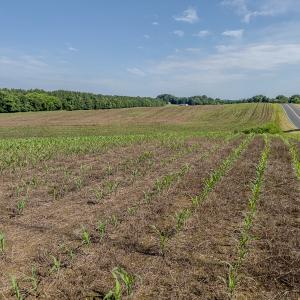 Photo #26 of 10010 Roundtree Road, Mt. Pleasant, NC 61.4 acres
