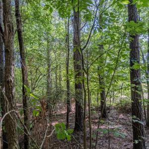 Photo #38 of 10010 Roundtree Road, Mt. Pleasant, NC 61.4 acres