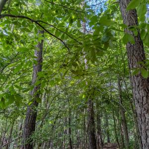 Photo #39 of 10010 Roundtree Road, Mt. Pleasant, NC 61.4 acres