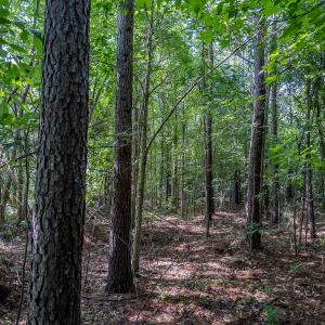 Photo #40 of 10010 Roundtree Road, Mt. Pleasant, NC 61.4 acres
