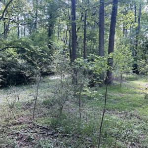 Photo #4 of SOLD property in Off Murray Rd, Winston Salem, NC 0.5 acres