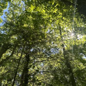 Photo #5 of SOLD property in Off Murray Rd, Winston Salem, NC 0.5 acres
