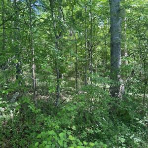 Photo #8 of SOLD property in Off Murray Rd, Winston Salem, NC 0.5 acres