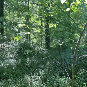 Photo #20 of SOLD property in Off Murray Rd, Winston Salem, NC 0.5 acres