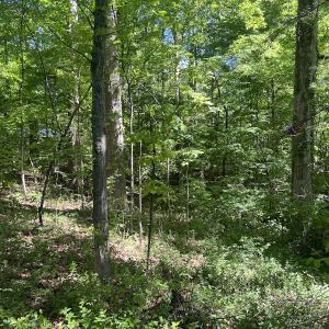 Photo #21 of SOLD property in Off Murray Rd, Winston Salem, NC 0.5 acres
