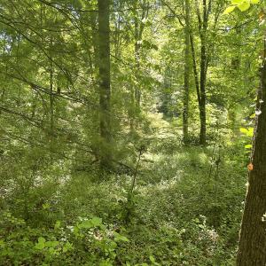 Photo #22 of SOLD property in Off Murray Rd, Winston Salem, NC 0.5 acres