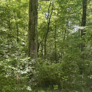 Photo #23 of SOLD property in Off Murray Rd, Winston Salem, NC 0.5 acres
