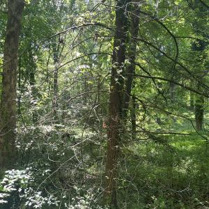 Photo #24 of SOLD property in Off Murray Rd, Winston Salem, NC 0.5 acres