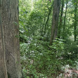 Photo #25 of SOLD property in Off Murray Rd, Winston Salem, NC 0.5 acres