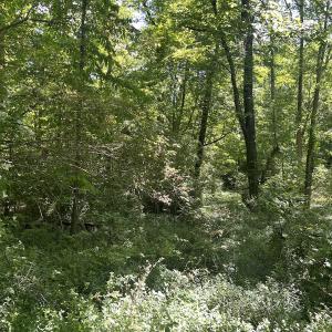 Photo #26 of SOLD property in Off Murray Rd, Winston Salem, NC 0.5 acres