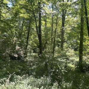 Photo #27 of SOLD property in Off Murray Rd, Winston Salem, NC 0.5 acres