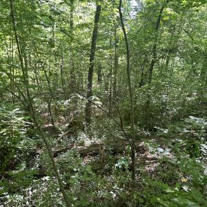 Photo #28 of SOLD property in Off Murray Rd, Winston Salem, NC 0.5 acres