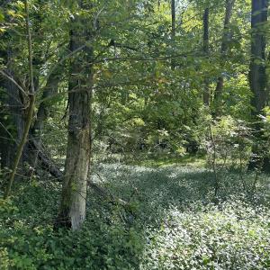 Photo #30 of SOLD property in Off Murray Rd, Winston Salem, NC 0.5 acres