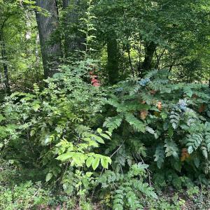 Photo #31 of SOLD property in Off Murray Rd, Winston Salem, NC 0.5 acres