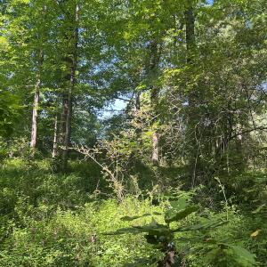 Photo #33 of SOLD property in Off Murray Rd, Winston Salem, NC 0.5 acres