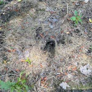 Photo #10 of Off West Rd, Chesapeake, VA 23.6 acres
