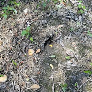 Photo #17 of Off West Rd, Chesapeake, VA 23.6 acres