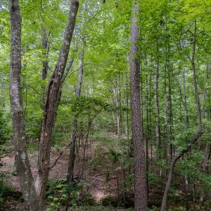 Photo #16 of TBD West Main Street, Locust, NC 8.7 acres