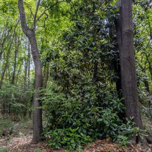 Photo #25 of TBD West Main Street, Locust, NC 8.7 acres