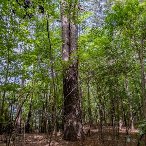Photo #37 of TBD West Main Street, Locust, NC 8.7 acres