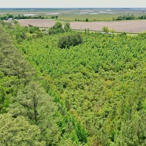 Photo #14 of SOLD property in 295 Kilkenny Rd, Fairfield, NC 9.3 acres