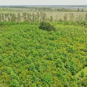 Photo #17 of SOLD property in 295 Kilkenny Rd, Fairfield, NC 9.3 acres