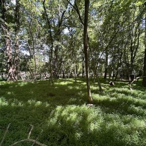 Photo #9 of SOLD property in 19081 Rawlings Rd, Capron, VA 0.7 acres