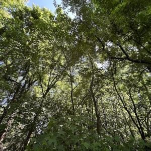 Photo #12 of SOLD property in 19081 Rawlings Rd, Capron, VA 0.7 acres