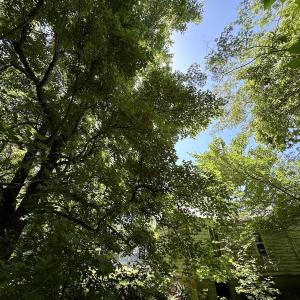 Photo #13 of SOLD property in 19081 Rawlings Rd, Capron, VA 0.7 acres