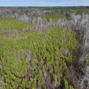Photo #11 of SOLD property in 02 Pine Grove Church Road, Eagle Springs, NC 10.9 acres