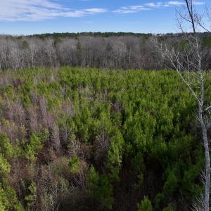 Photo #15 of SOLD property in 02 Pine Grove Church Road, Eagle Springs, NC 10.9 acres