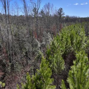 Photo #4 of SOLD property in 02 Pine Grove Church Road, Eagle Springs, NC 10.9 acres