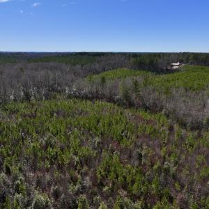 Photo #7 of SOLD property in 02 Pine Grove Church Road, Eagle Springs, NC 10.9 acres