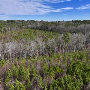 Photo #10 of SOLD property in 02 Pine Grove Church Road, Eagle Springs, NC 10.9 acres