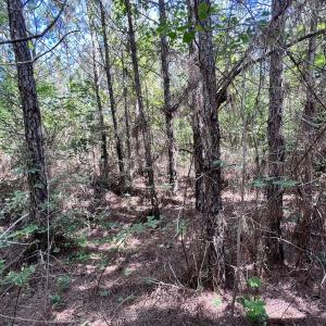 Photo #11 of SOLD property in Off Warrenton Embro Rd, Macon, NC 149.8 acres